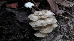 Filoboletus