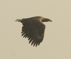 Haliaeetus albicilla
