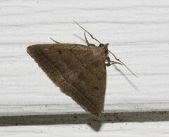 Zanclognatha jacchusalis