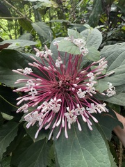 Clerodendrum quadriloculare