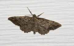 Hypagyrtis piniata