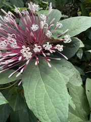 Clerodendrum quadriloculare