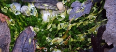 Funaria hygrometrica