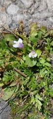 Mazus pumilus