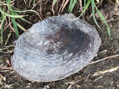 Sinanodonta woodiana