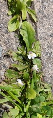 Mazus pumilus