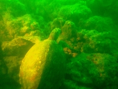 Eretmochelys imbricata