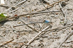 Argia apicalis