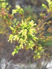 Erica lutea