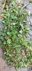 Mazus pumilus