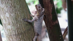 Uranoscodon superciliosus