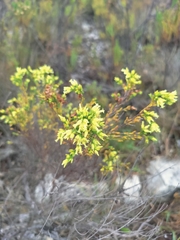 Erica lutea