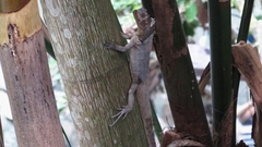 Uranoscodon superciliosus