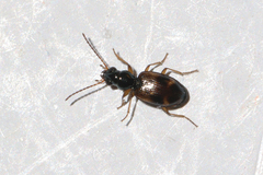 Bembidion articulatum