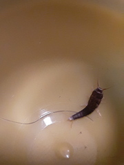 Lepisma