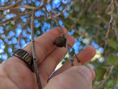 Amphibolips quercuspomiformis