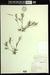 Dichanthelium meridionale