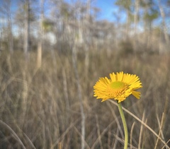 Helenium pinnatifidum