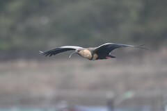 Theristicus melanopis