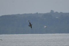 Stercorarius parasiticus