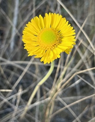 Helenium pinnatifidum