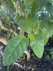 Coccoloba diversifolia