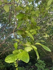 Coccoloba diversifolia