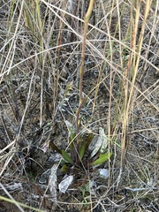 Helenium pinnatifidum