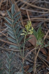 Astragalus douglasii