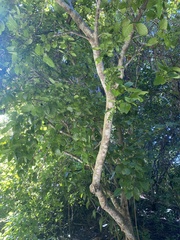 Coccoloba diversifolia