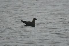 Stercorarius parasiticus