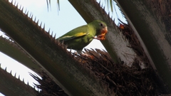 Brotogeris versicolurus