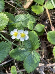Fragaria vesca