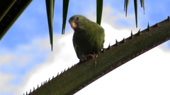 Brotogeris versicolurus