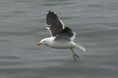 Larus dominicanus