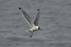 Leucophaeus pipixcan