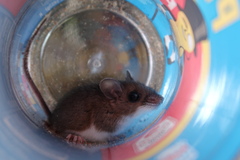 Peromyscus maniculatus