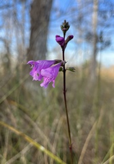 Physostegia purpurea