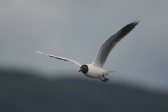 Chroicocephalus maculipennis