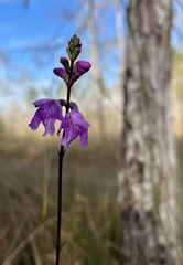 Physostegia purpurea