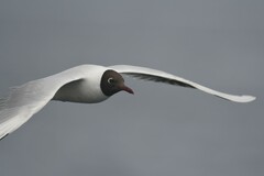 Chroicocephalus maculipennis