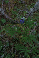 Lupinus montanus
