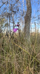 Physostegia purpurea