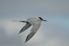 Sterna hirundinacea