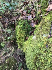 Thuidium tamariscinum