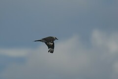 Stercorarius parasiticus