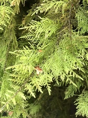 Thuidium tamariscinum