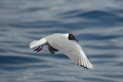 Chroicocephalus maculipennis