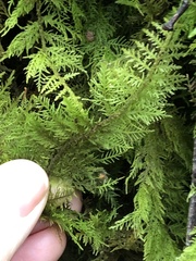 Thuidium tamariscinum