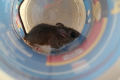 Peromyscus maniculatus